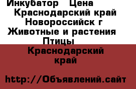 Инкубатор › Цена ­ 3 000 - Краснодарский край, Новороссийск г. Животные и растения » Птицы   . Краснодарский край